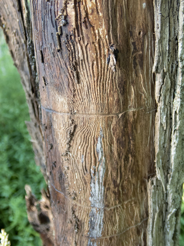 Eastern Ash Bark Beetle photo 3