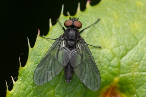 Symphoromyia melaena
