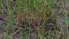 Juncus militaris
