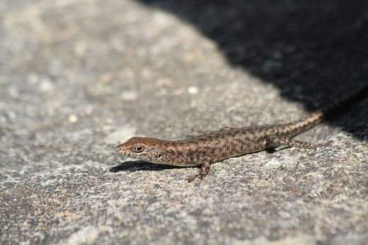 Outcrop Rainbow-Skink