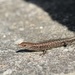 Outcrop Rock Skink - Photo (c) Alex Ville, some rights reserved (CC BY-NC), uploaded by Alex Ville