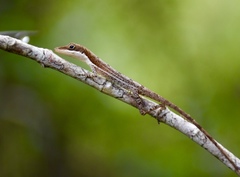 Anolis alfaroi