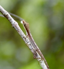 Anolis alfaroi