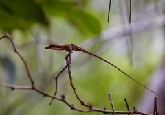 Anolis alfaroi