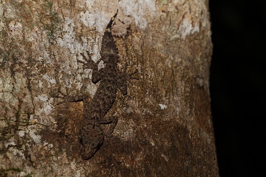 Eungella Broad-Tailed Gecko