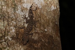 Phyllurus nepthys