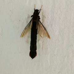 Atractocerus brasiliensis