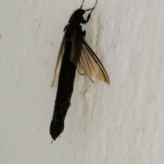 Atractocerus brasiliensis