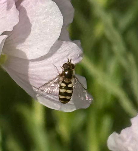 Unknown species found near N Robbins Rd, Boise, ID, US