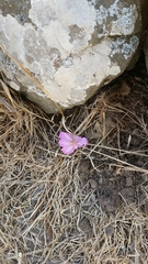 Colchicum feinbruniae