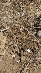Dianthus strictus