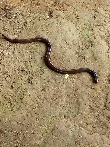 Angola blind snake