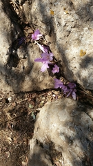 Colchicum feinbruniae