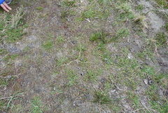 Zoysia minima