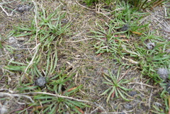 Zoysia minima