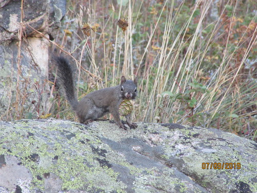 Fremont's Squirrel (Tamiasciurus fremonti), a species recorded in Arizona