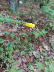 Aureolaria grandiflora