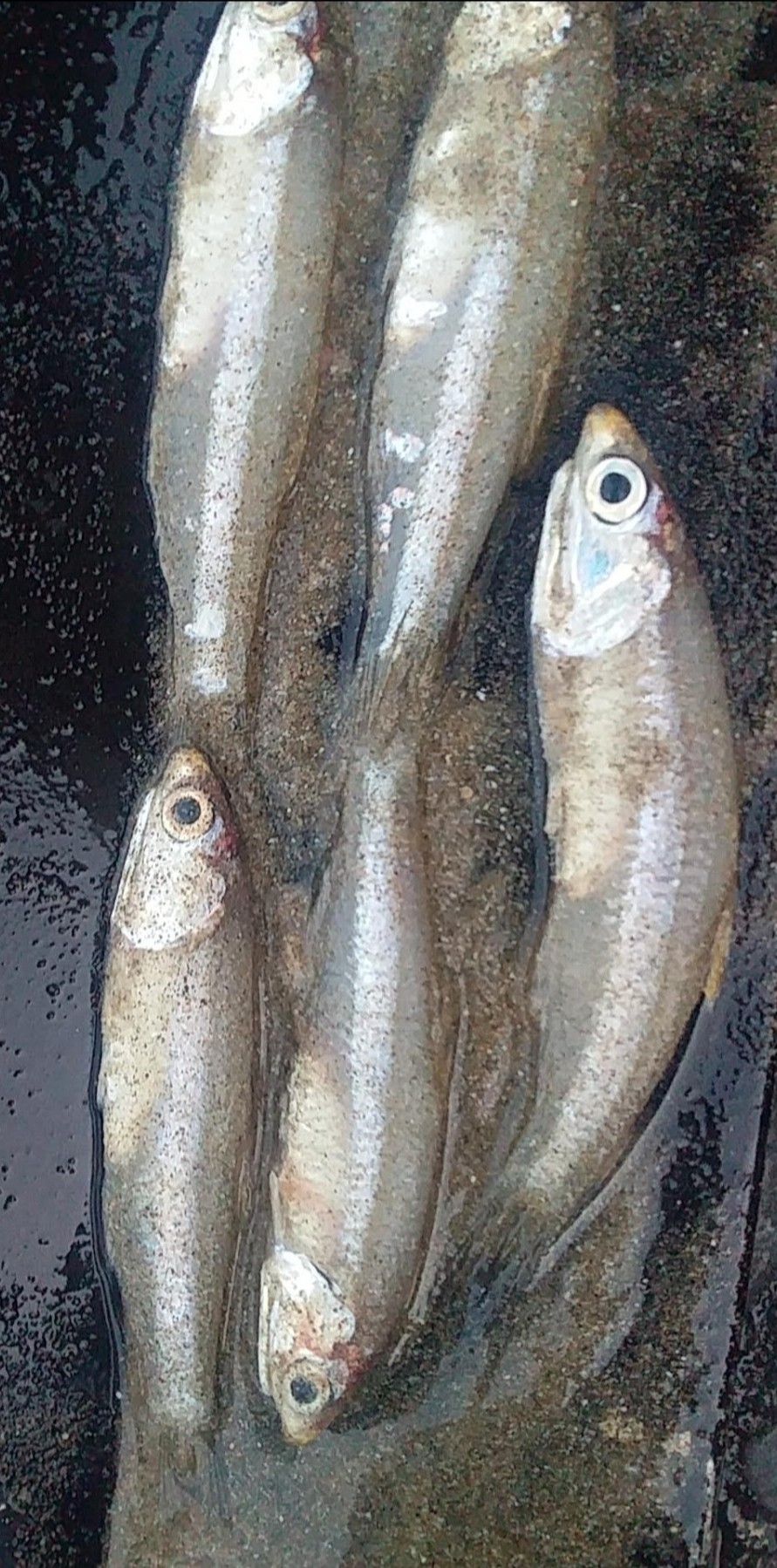 Bignose Anchovy photo 6