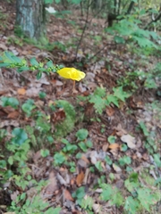 Aureolaria grandiflora