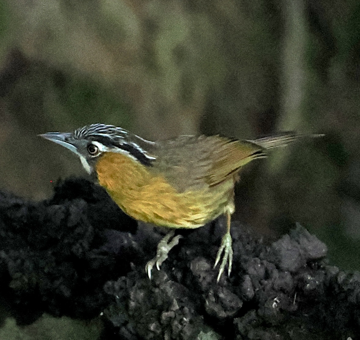 Grey-throated Babbler