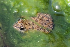 Pelophylax saharicus