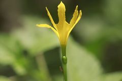 Zephyranthes pulchella