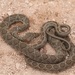 Horseshoe Whip Snake - Photo (c) Alex Ville, some rights reserved (CC BY-NC), uploaded by Alex Ville