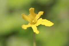 Zephyranthes pulchella