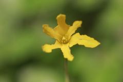 Zephyranthes pulchella