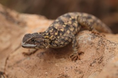 Agama bibronii