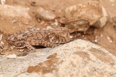 Tarentola chazaliae