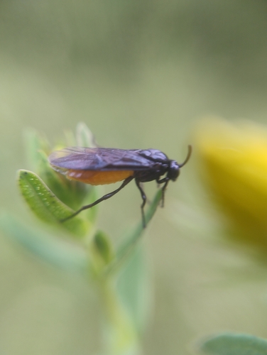 Large Rose Sawfly, 6525 ED Nijmegen, Netherlands, photo 9 of 10