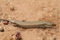 Chalcides polylepis
