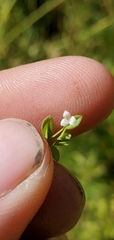 Galium trifidum columbianum