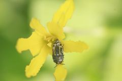 Zephyranthes pulchella