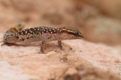Saurodactylus brosseti