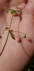Galium trifidum columbianum