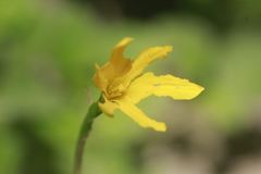 Zephyranthes pulchella