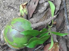 Melodinus suaveolens