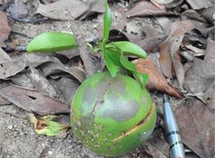 Melodinus suaveolens