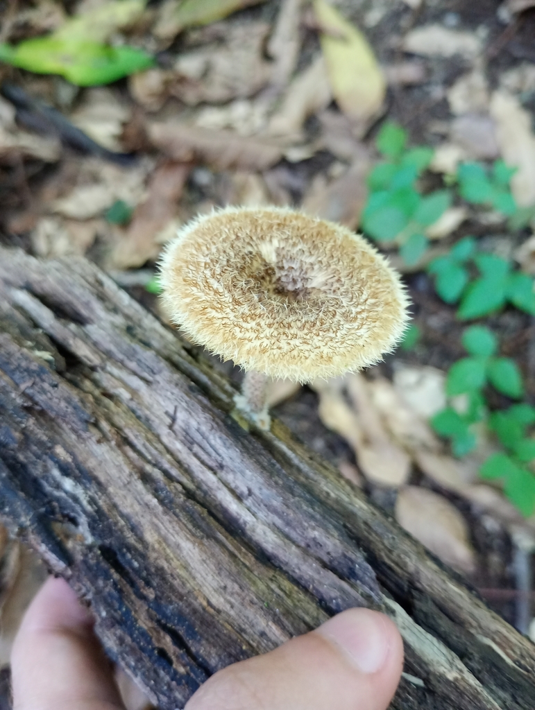 Lentinus berteroi · May 2025 · photo: © siguisira (iNaturalist, cc0)