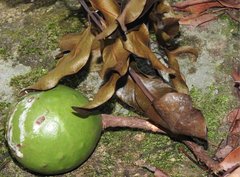 Melodinus suaveolens