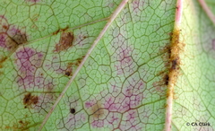 Phyllosticta ampelicida