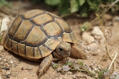 Testudo graeca soussensis