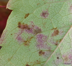 Phyllosticta ampelicida