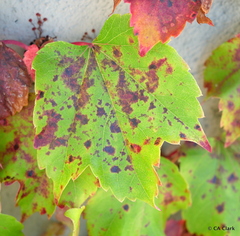 Phyllosticta ampelicida