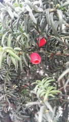 Taxus baccata