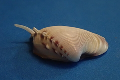 Hysteroconcha lupanaria
