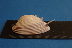 Hysteroconcha lupanaria