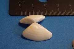 Donax punctatostriatus